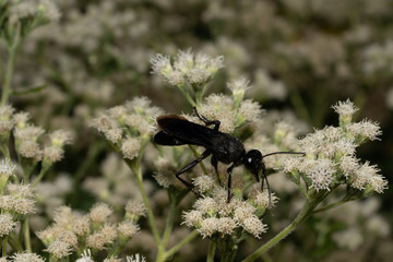 Black insect on a flower