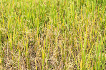 Paddy rice in field in rainy season.