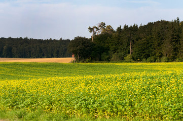 rural landscape in swabian alb with mustard field