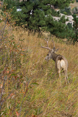 Mule deer buck out in the grass in Colorado