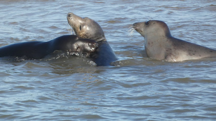 Grey Seals playing in the sea on a hot summers day in Norfolk England