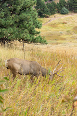 Buck with head down eating in Colorado hillside