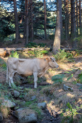 A beige cow in the woods