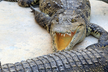 crocodile farm