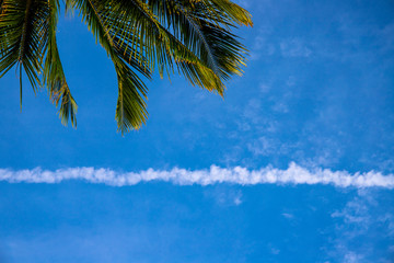 Palm tree leaf and plane contrail on blue sky background. Aircraft contrail over tropical island. Beautiful tropical nature photo