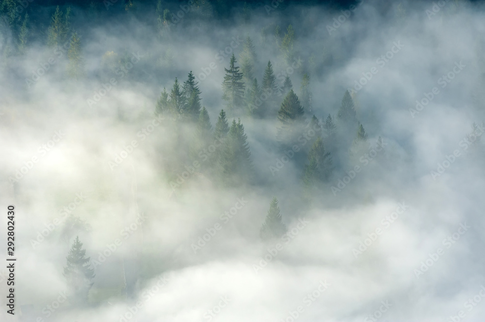 Poster Autumn forest on the mountain slope with fog