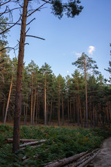 Obraz premium Pine Forest at Sunset