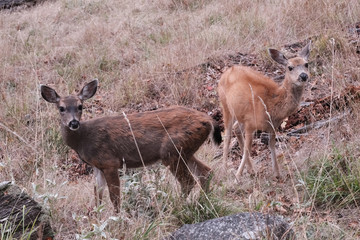 Reh in freier Wildbahn, fotografiert im Wald in Kanada