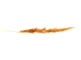 reeds isolated on white background © Oleg