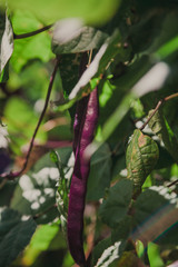 Bean pods hang on green bush