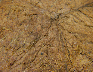 coconut isolated on black background