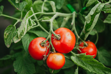 Beautiful ripe red tomatoes weigh on green branch