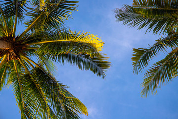 Obraz premium Green palm tree branch on blue sky background. Beautiful tropical nature photo. Fluffy palm leaf on wind