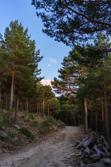 Pine Forest at Sunset
