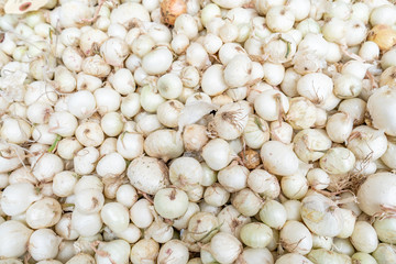 Close up of a large pile of many small white onions, harvested and cured, being sold in a farmer's market.