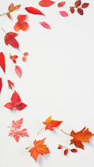 red autumn leaves on white background