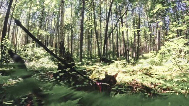One cat in a city park. Bengal wildcat walk on the forest in collar. Asian Jungle Cat or Swamp or Reed. Domesticated leopard cat.