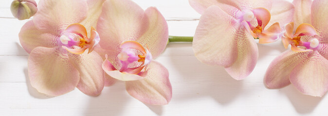 orchids on white wooden background