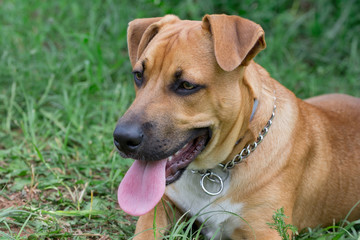 Cute american pit bull terrier puppy is lying on a green grass in the park. Pet animals.