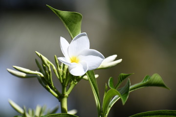 Obraz premium white flowers on green background