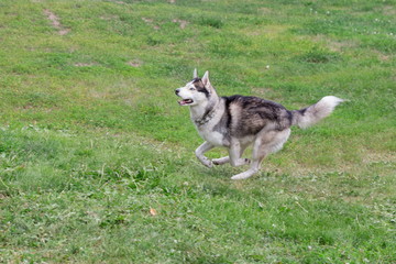 Naklejka na ściany i meble Cute siberian husky is running on a green grass in the park. Dark grey and white coat. Pet animals.