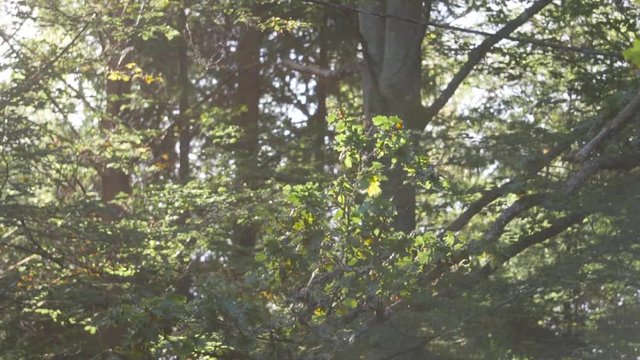 Zooming out to reveal sunny forest