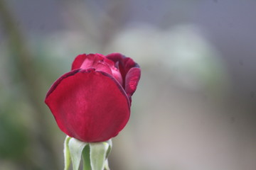 red rose on green background