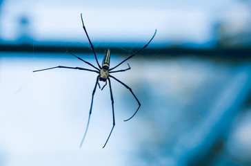 Spider on spider web in the forest