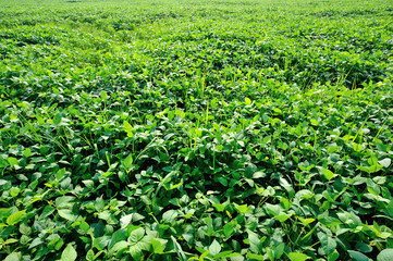 Fototapeta na wymiar Green soya bean plants in growth at field