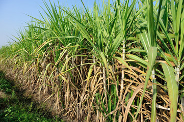 Sugarcane plants growing at field