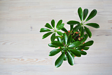 Schefflera green house plant on wooden desk
