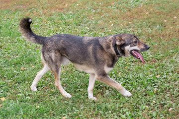 Cute homeless dog is walking in the autumn park.