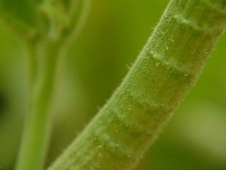 green leaf with water drops