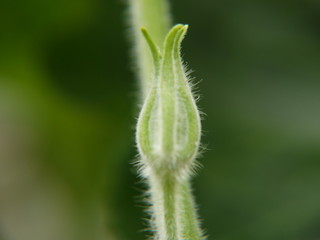 closeup of a bud
