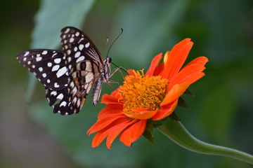 butterfly on flower
