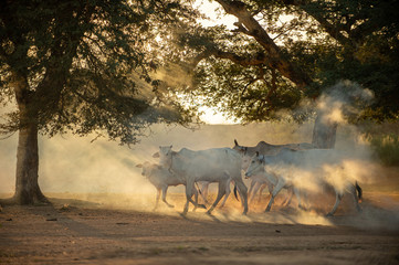 Trees and cows are walking on dusty ground in the countryside. In the evening, there was orange sunshine.