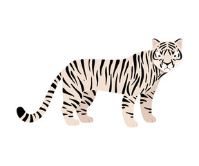 Fototapeta na wymiar White tiger. Vector illustration on a white background.