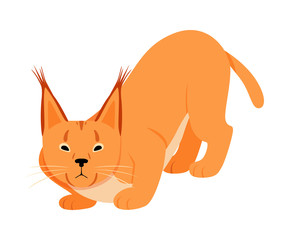 Orange cougar with big ears. Vector illustration on a white background.