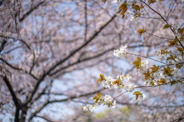 小金井公園
