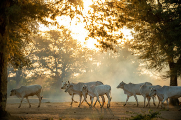 Trees and cows are walking on dusty ground in the countryside. In the evening, there was orange sunshine.