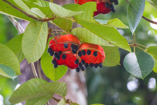 Sterculia quadrifida, Peanut Tree, red-fruited kurrajong, Malaysia
