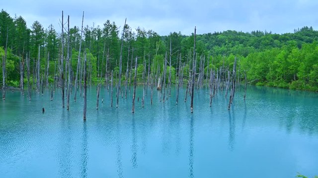 薄曇りの情景映す白金青い池の絶景＠美瑛、北海道