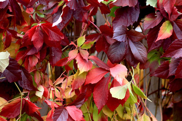 Bright red wall of ivy leaves