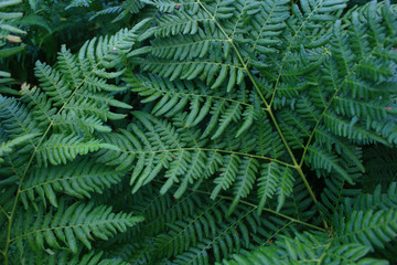 Fototapeta na wymiar Green fern in the jungle