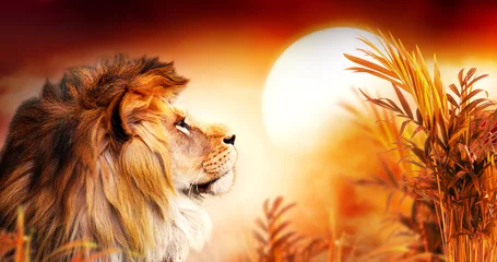 Gartenposter Löwe Afrikanischer Löwe und Sonnenuntergang in Afrika. Savannenlandschaft mit Palmen, König der Tiere. Spektakuläres warmes Sonnenlicht, dramatischer roter bewölkter Himmel. Porträt des träumenden Löwen des Stolzes in der Savanne, die uns freut.