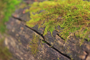 Tree bark texture, Green moss on tree