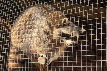 cute raccoon on the cell