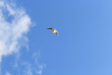 gull fly on blue sky