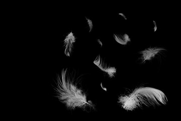 Beautiful group white feather floating in air isolated on black background