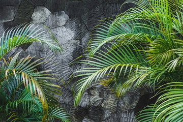 Fototapety  Ciemnoszary betonowy kamienny mur tło z zielonych liści tropikalnych palm. Tekstura dżungli z pustą przestrzenią